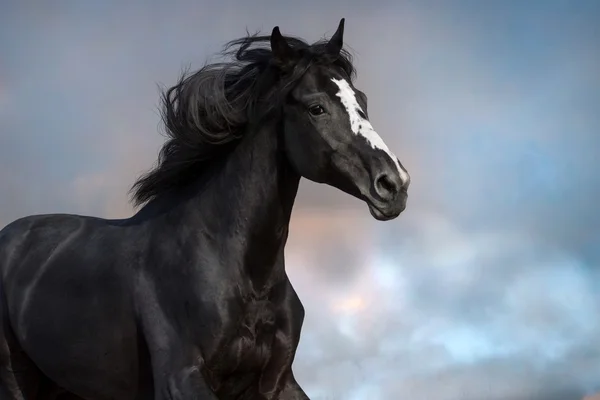 Black horse in motion — Stock Photo, Image