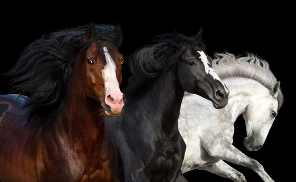 Paarden lopen op zwart — Stockfoto