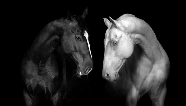 Horse portrait on black — Stock Photo, Image