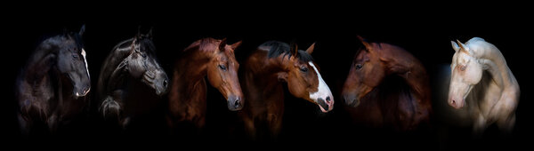 Конский портрет на черном
