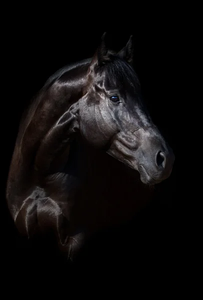 Menina e cavalo silhuette — Fotografia de Stock