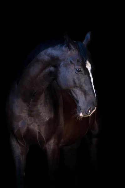 Meisje en paard silhuette — Stockfoto