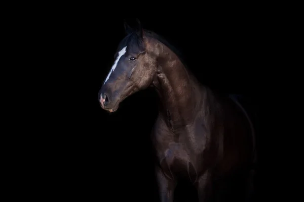 Meisje en paard silhuette — Stockfoto