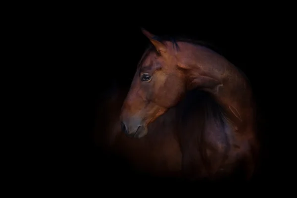 Flickan och hästen silhuette — Stockfoto