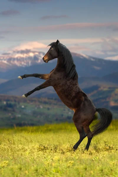 Horse rearing up in mountain — Stock Photo, Image