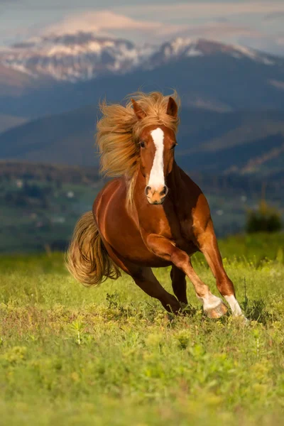 Horse run in mountain — Stock Photo, Image
