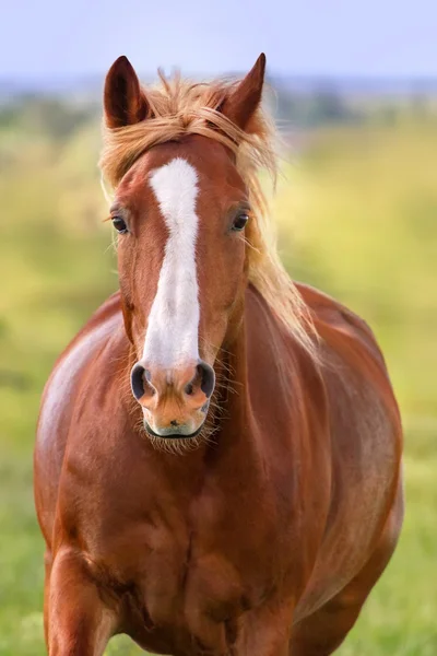 Paard portret in beweging — Stockfoto