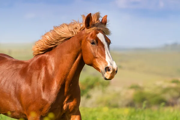 Portret konia w ruchu — Zdjęcie stockowe