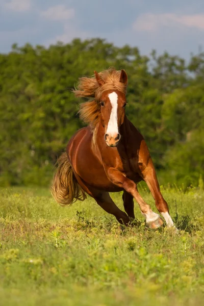 Pferd läuft schnell — Stockfoto