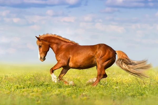 Galope de corrida de cavalos — Fotografia de Stock