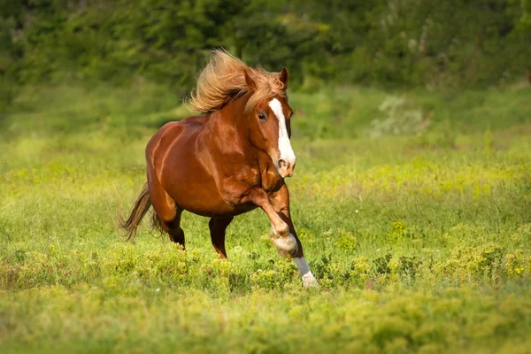 Cavalo correr rápido — Fotografia de Stock