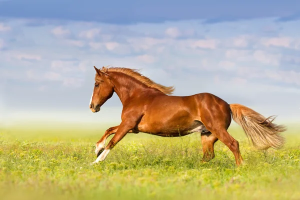 Galope de corrida de cavalos — Fotografia de Stock