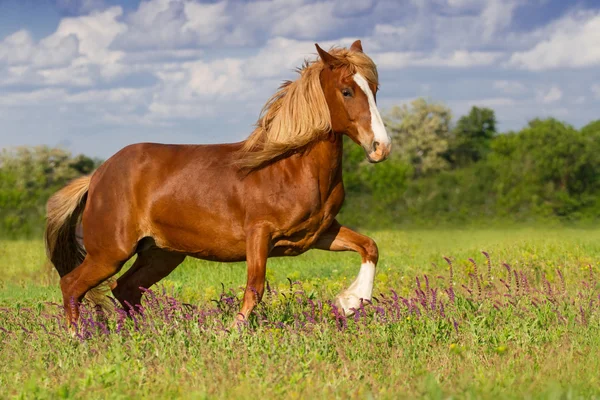 Cavalo correr rápido — Fotografia de Stock