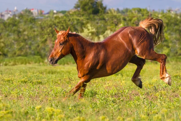 Szybko uruchomić konia — Zdjęcie stockowe