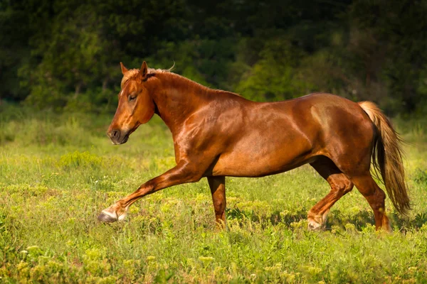 赤馬のトロット — ストック写真