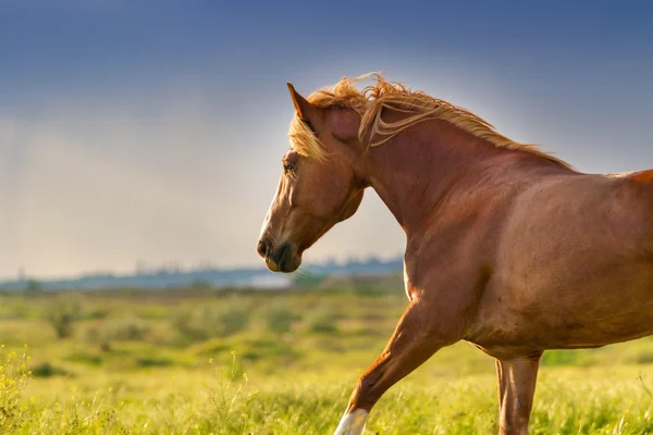 Czerwony konia na pastwisku — Zdjęcie stockowe