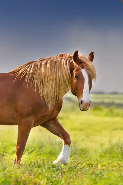 Cavalo vermelho em pasto — Fotografia de Stock