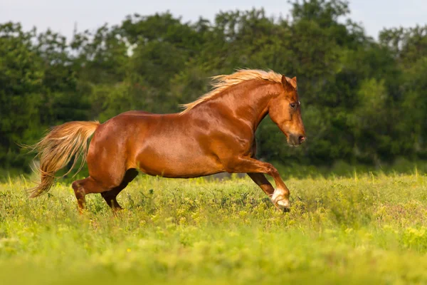 Horse run fast — Stock Photo, Image