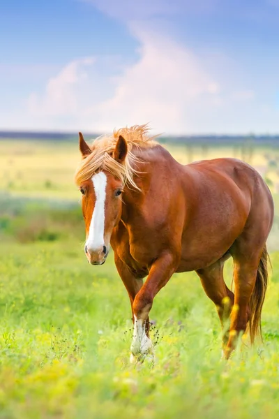 Red horse on pasture — Stock Photo, Image