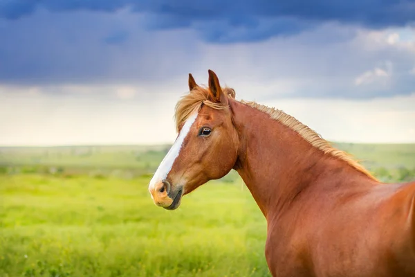 Портрет красивої коні — стокове фото