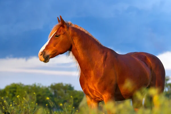 Belo retrato de cavalo — Fotografia de Stock