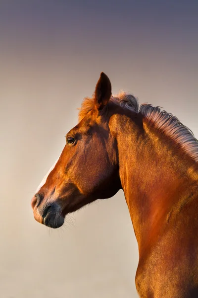 Vackra häst porträtt — Stockfoto