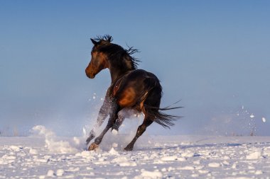 Karda karanlık aygır