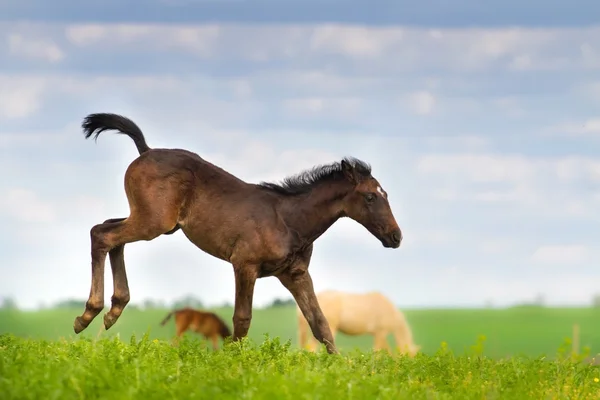 Colt alanındaki çalıştırın — Stok fotoğraf