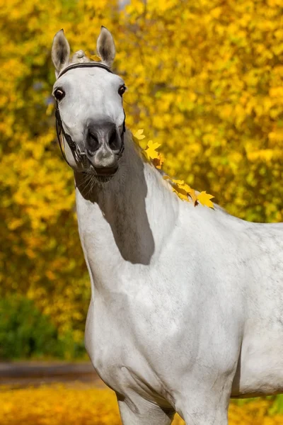 Λευκό άλογο το φθινόπωρο — Φωτογραφία Αρχείου