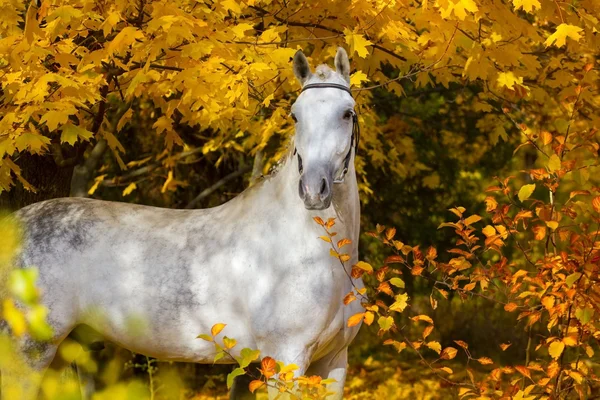 Cheval blanc en automne — Photo