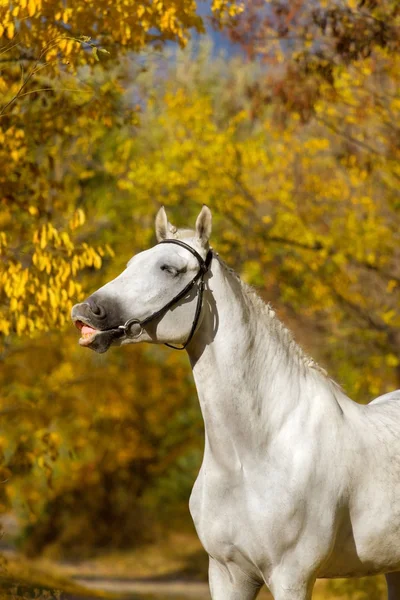 Білий кінь восени — стокове фото