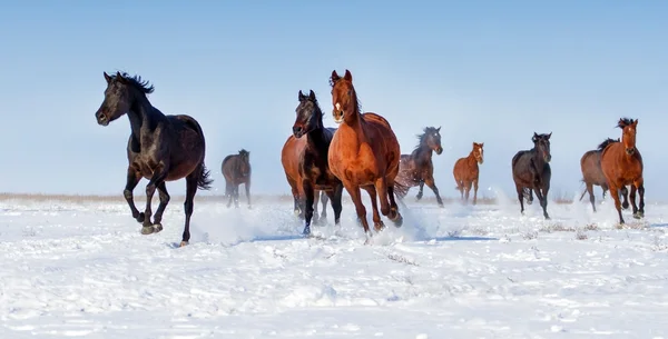 Коні в снігу — стокове фото