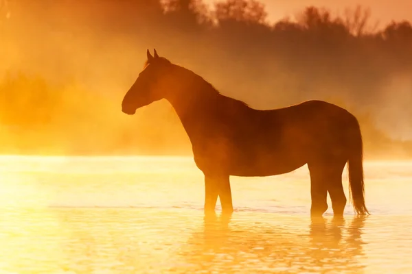 Horse silhoutte in water — Stock Photo, Image