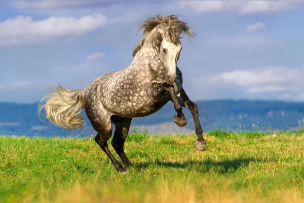 Galop d'étalon blanc — Photo