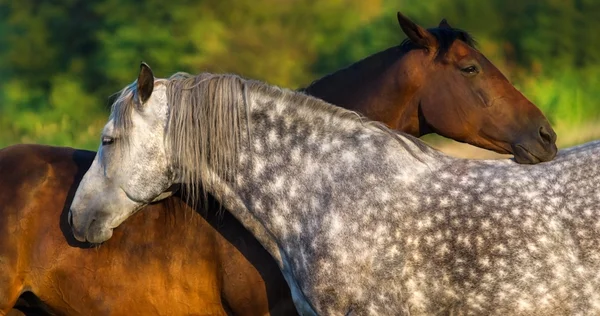 Two horse portrait — Stock Photo, Image