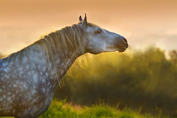 Άλογο πορτρέτο στο φως του ήλιου — Φωτογραφία Αρχείου