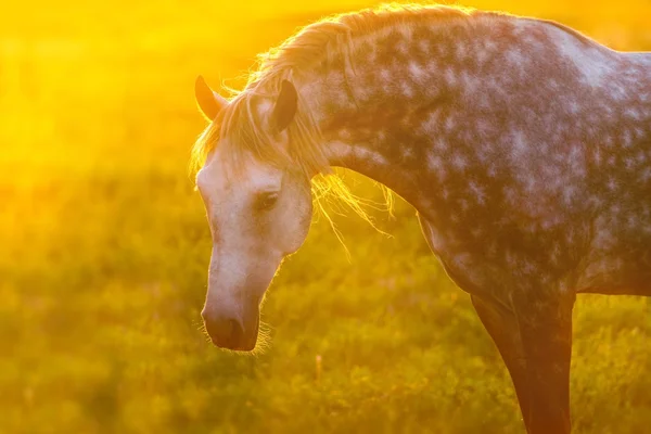 Hästen stående i solljus — Stockfoto