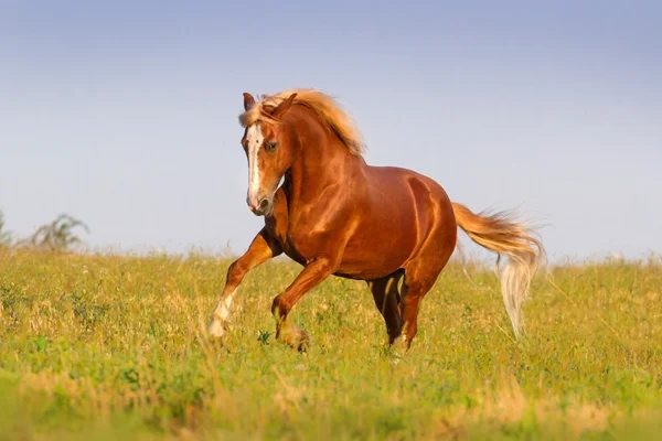 Red horse run — Stock Photo, Image