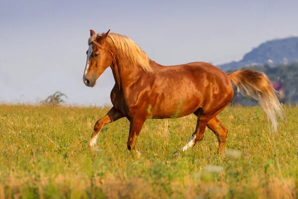 Corre caballo rojo —  Fotos de Stock
