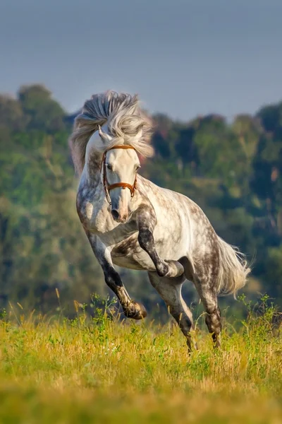 White stallion run gallop — Stock Photo, Image