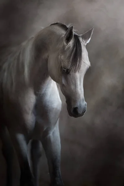 Arabiska Häst Porträtt Damm Och Rök — Stockfoto