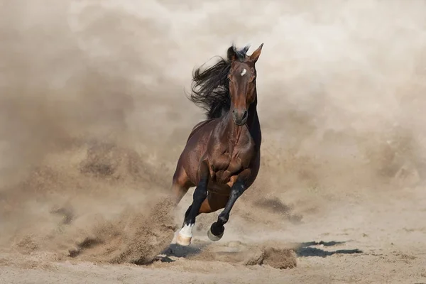 Hengst Met Lange Manen Rennen Snel Tegen Woestijnstof Aan — Stockfoto