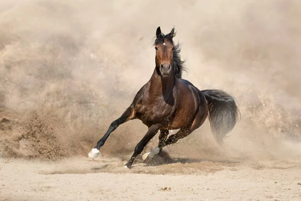 Stallion Long Mane Run Fast Desert Dust — Stock Photo, Image