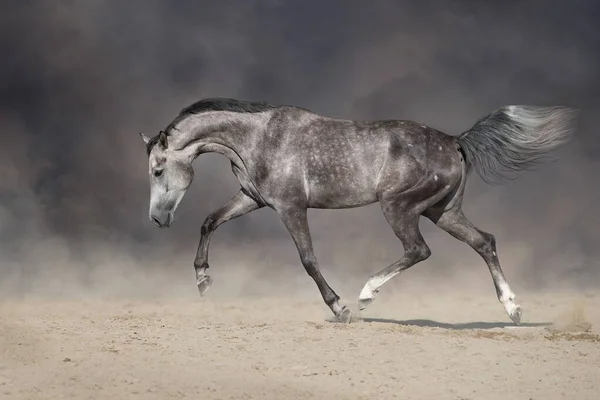 Caballo Árabe Gris Corre Libre Sobre Polvo Del Desierto —  Fotos de Stock