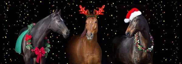 Trzy Konie Świątecznej Dekoracji Czarnym Tle Lampkami Świątecznymi Konie Panorama — Zdjęcie stockowe