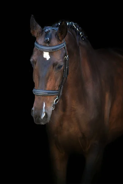 Paardenportret Hoofdstel Zwarte Achtergrond — Stockfoto