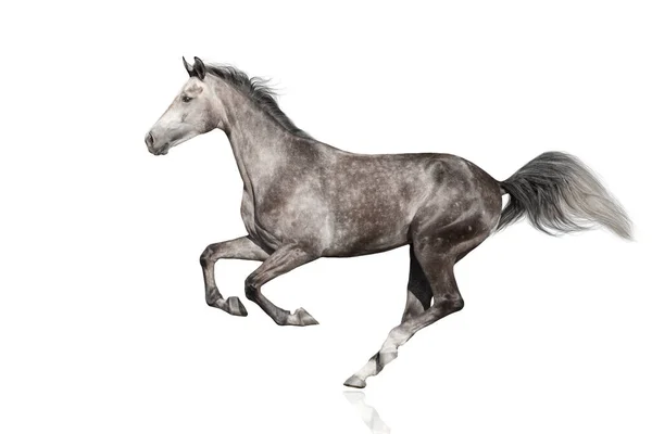 Cavallo Bianco Correre Galoppo Isolato Sfondo Bianco — Foto Stock