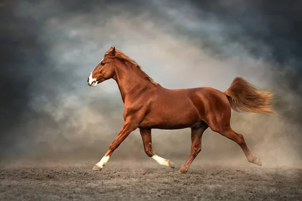红马在沙漠沙地上自由奔跑 — 图库照片