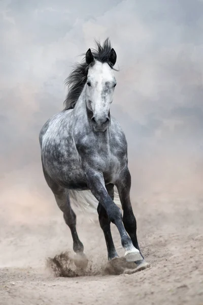 Calul Gri Aleargă Liber Praful Deşertului — Fotografie, imagine de stoc