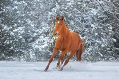 Kızıl At kar ormanlarında dörtnala koşar.